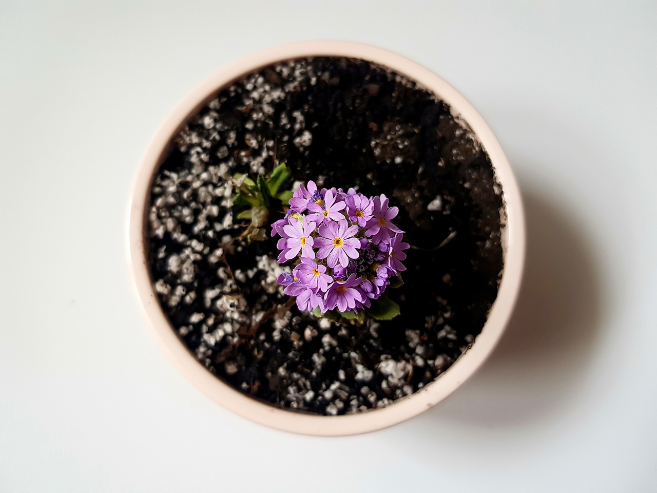 Tips to Establish an Ideal Eco-Friendly Indoor Garden